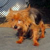 Barbosa (Ritzy-GrandPaws)