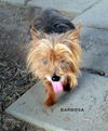 Barbosa (Ritzy-GrandPaws)