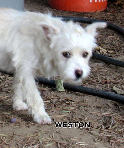 Weston