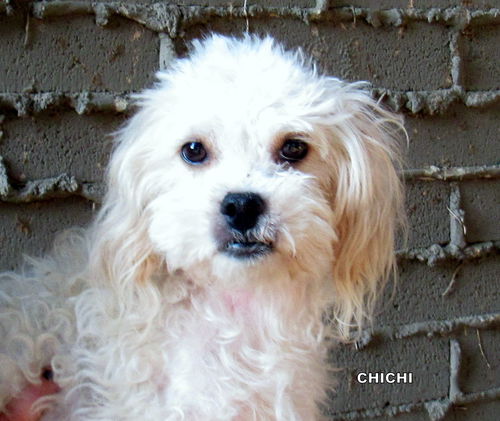 ChiChi (Ritzy)