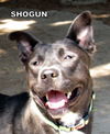 Shogun
