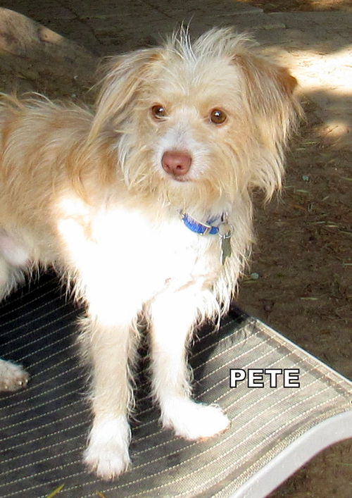 Pete