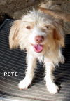 Pete