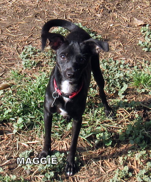 Maggie