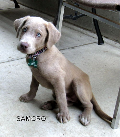 Samcro (Posh Puppy)