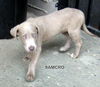 Samcro (Posh Puppy)