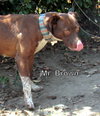 Mr. Brown
