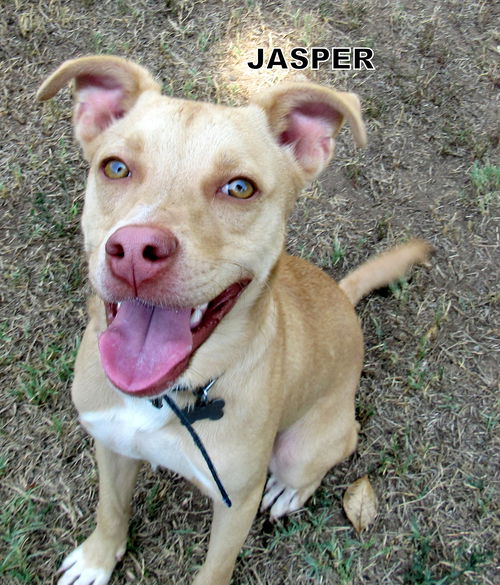 Jasper