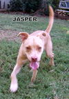 Jasper