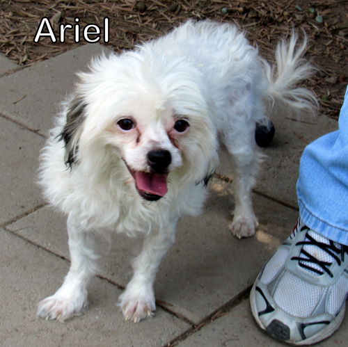 Ariel (Ritzy)