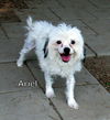 Ariel (Ritzy)
