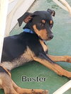 Buster