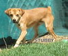 Stubby