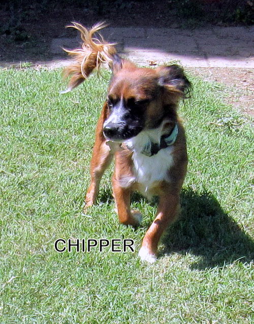 Chipper