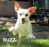 Buzz
