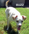 Buzz