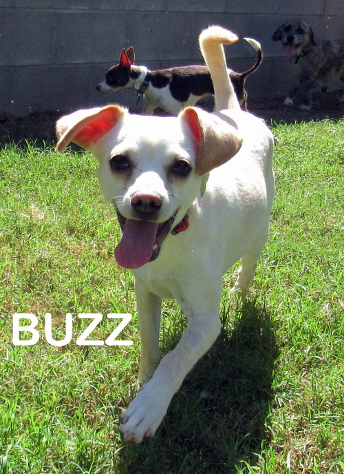 Buzz