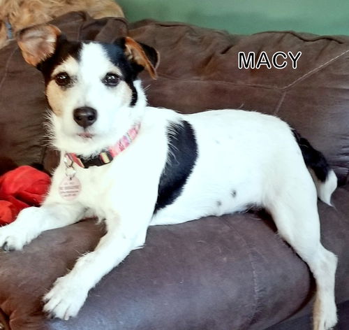 Macy (Ritzy-GrandPaws)