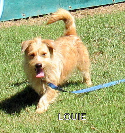 Louie