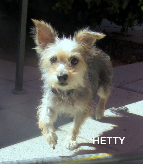 Hetty