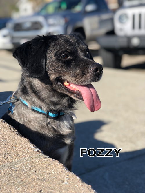 Fozzy