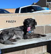 Fozzy