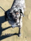 Fozzy