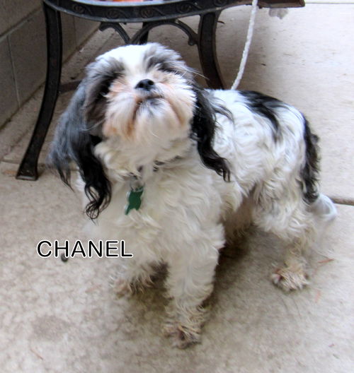 Chanel (Ritzy)