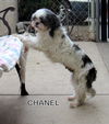 Chanel (Ritzy)