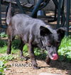 Franco