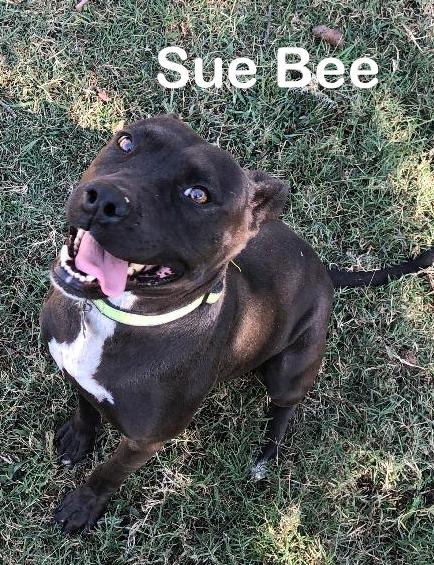 SueBee
