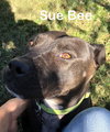 SueBee