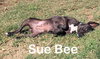 SueBee