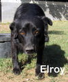 Elroy