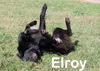 Elroy