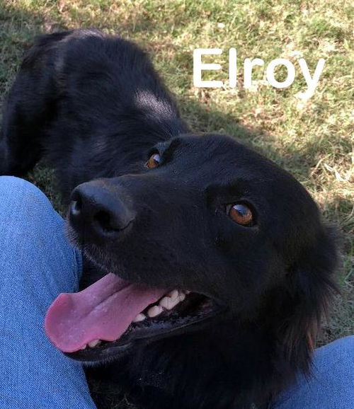 Elroy