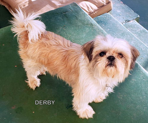 Derby (Ritzy)