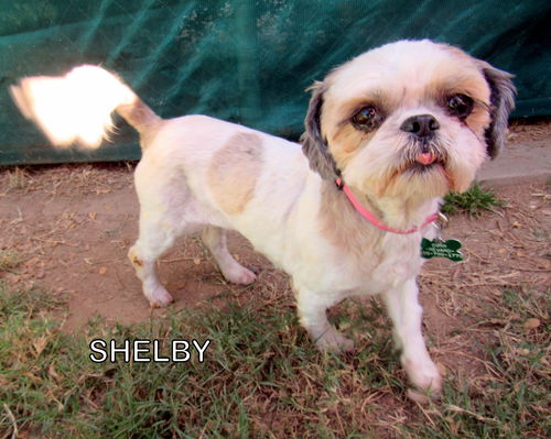 Shelby (Ritzy)