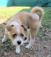 Milo (GrandPaws)