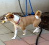 Milo (GrandPaws)
