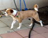 Milo (GrandPaws)