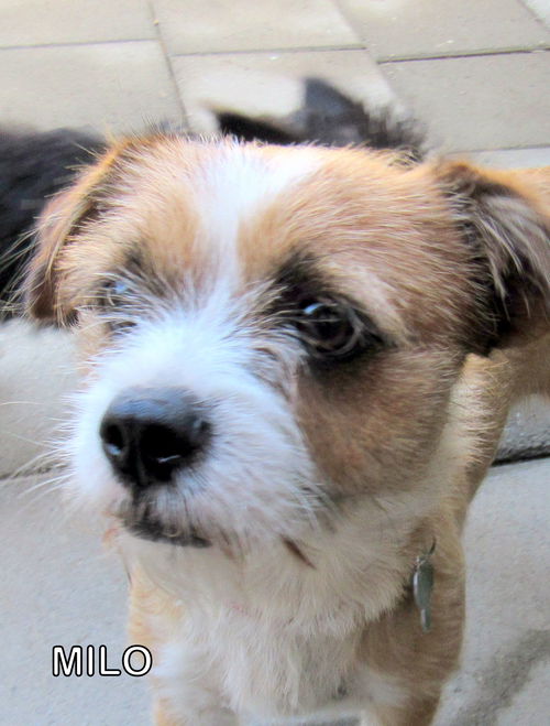 Milo (GrandPaws)