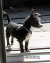 Mookie