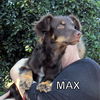 Max