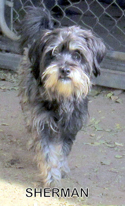 Sherman (Ritzy)