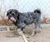 Sherman (Ritzy)