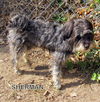 Sherman (Ritzy)
