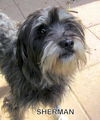 Sherman (Ritzy)