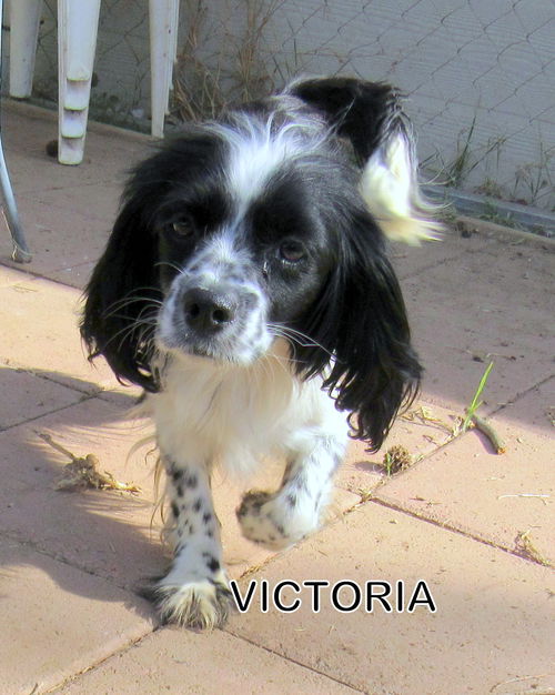 Victoria (Ritzy)