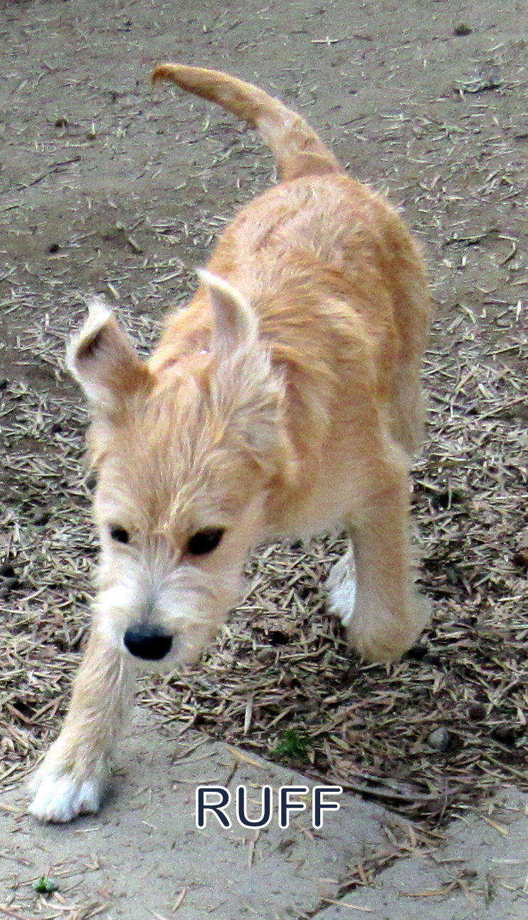 That's Ruff Dog Ruff (Puppy)'s Web Page